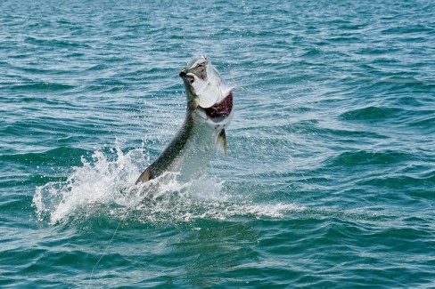 Mid-Summer Tarpon and night fishing!!