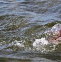 This redfish just dropped into low gear!!