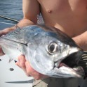 Bonito Fishing!