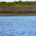 Wading for reds in super skinny water!  What a Blast!